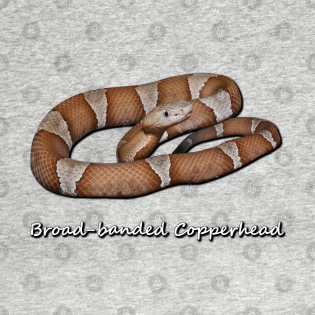 Broad-banded Copperhead by Paul Prints